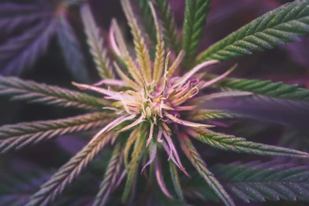 Close-up of a cannabis plant with pointed green leaves and purple-tinted pistils radiating from the centre, captured in soft lighting—an inviting glimpse that prompts the question: what are terpenes and how do they contribute to the plant’s vibrant appearance and aroma?.