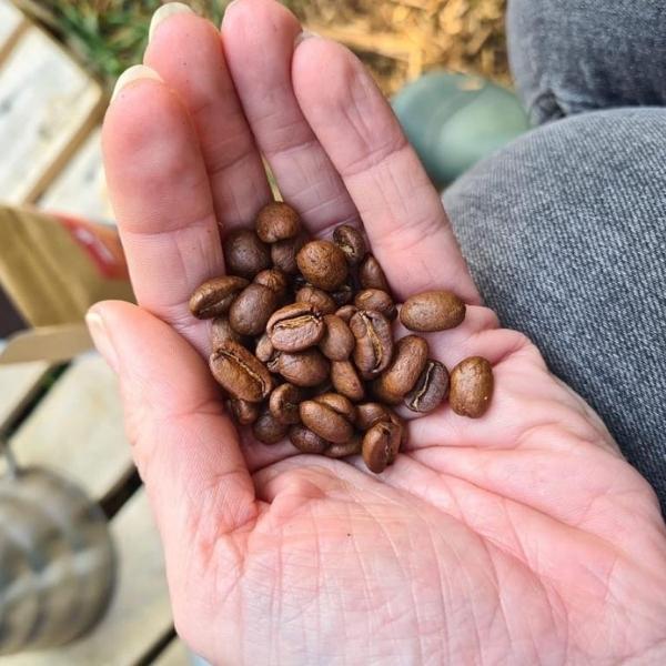 CBD Coffee Beans In Hand