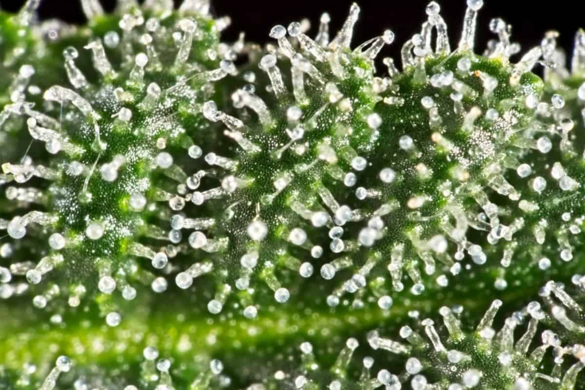 Trichomes Close Up