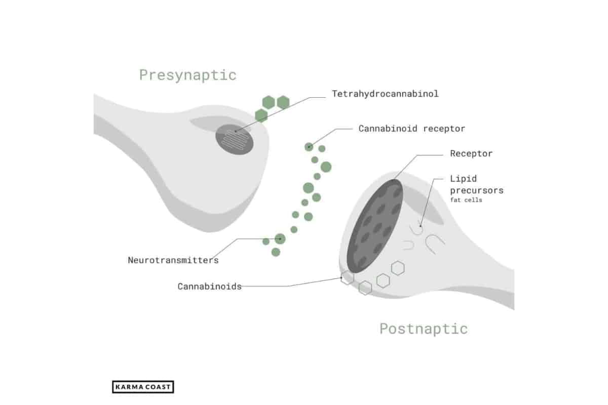 presynaptic and postnaptic diagram