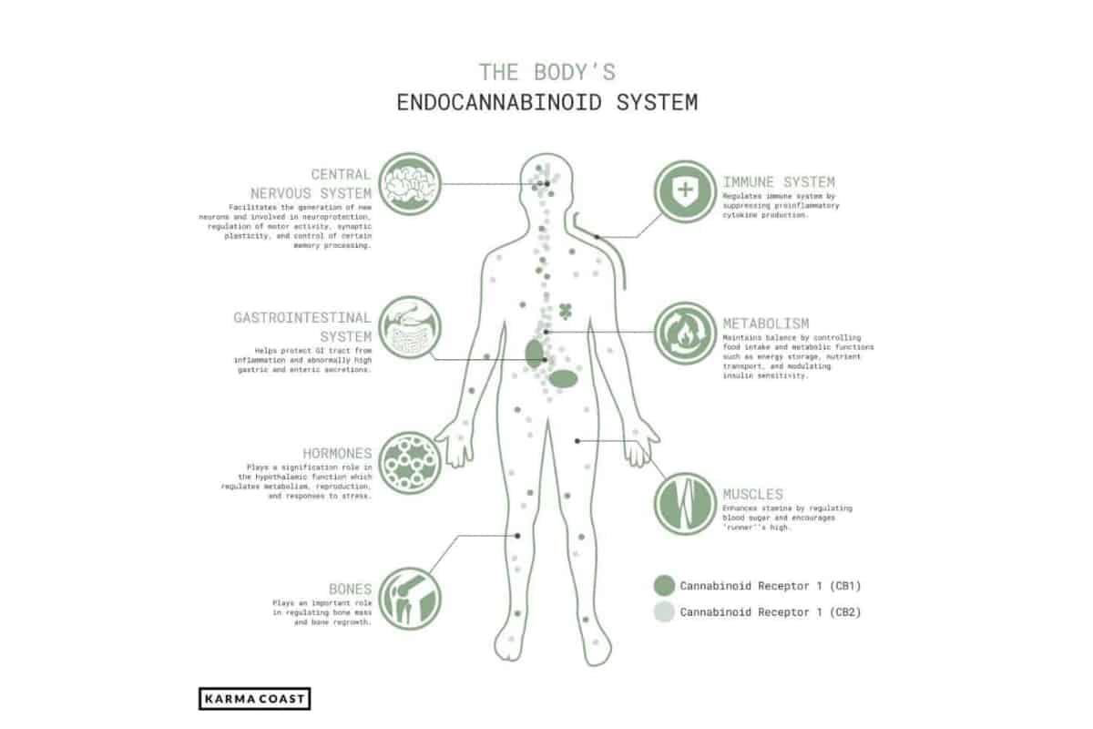 the bodys endocannabinoid system